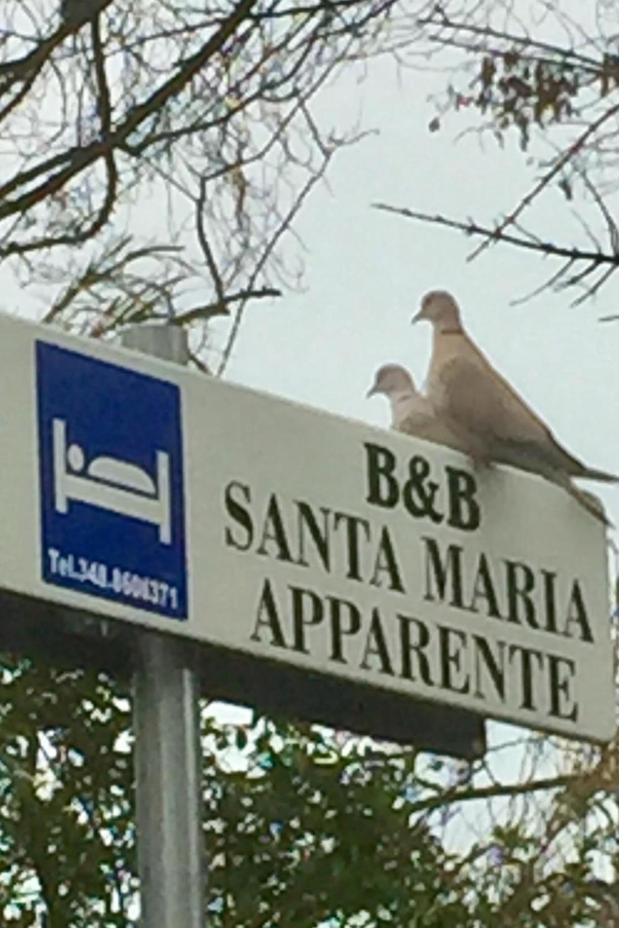 צ'יביטאנובה מארקה Monolocali B&B Santa Maria Apparente מראה חיצוני תמונה